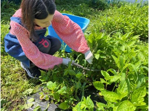 【福島・会津磐梯町】藍染体験〜自ら刈った藍で爽やかな青に染める感動を!ファミリー・カップル・女性におすすめ! 【福島・会津磐梯町】藍染体験〜自ら刈った藍で爽やかな青に染める感動を!ファミリー・カップル・女性におすすめ!