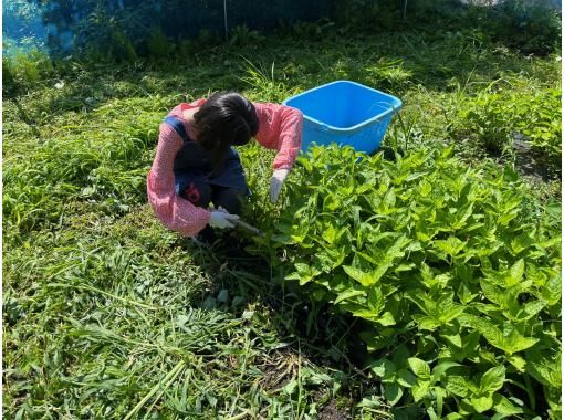 【福島・会津磐梯町】藍染体験〜自ら刈った藍で爽やかな青に染める感動を!ファミリー・カップル・女性におすすめ! 【福島・会津磐梯町】藍染体験〜自ら刈った藍で爽やかな青に染める感動を!ファミリー・カップル・女性におすすめ!
