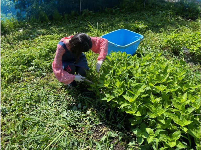 [Fukushima, Aizu Bandai Town] Indigo dyeing experience - Experience the thrill of dyeing your own harvested indigo into a refreshing blue! Recommended for families, couples, and women!の紹介画像