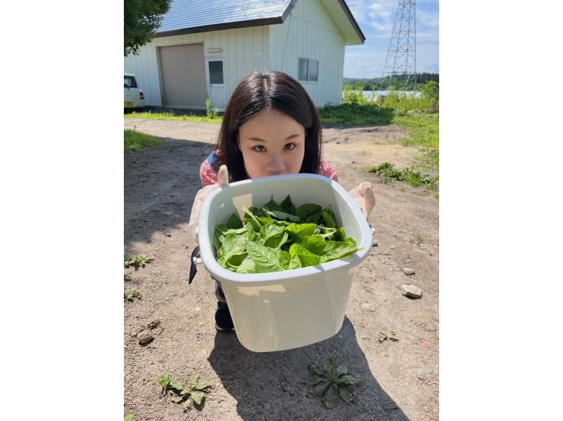 [Fukushima, Aizu Bandai Town] Indigo dyeing experience - Experience the thrill of dyeing your own harvested indigo into a refreshing blue! Recommended for families, couples, and women!の紹介画像