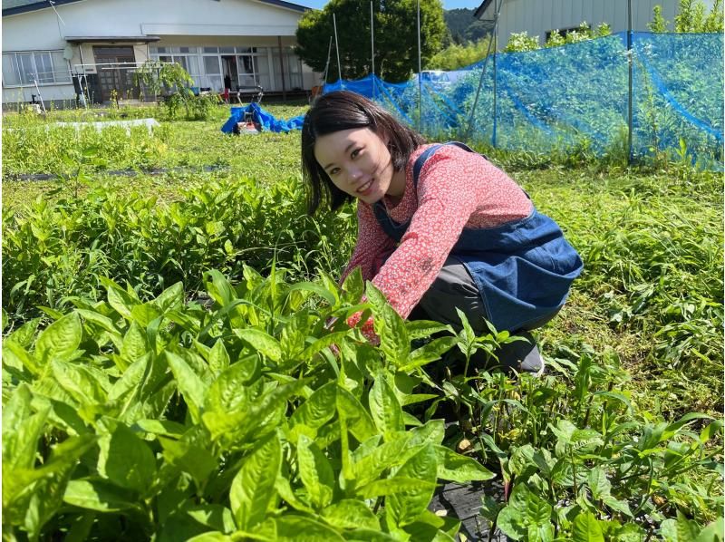 [Fukushima, Aizu Bandai Town] Indigo dyeing experience - Experience the thrill of dyeing your own harvested indigo into a refreshing blue! Recommended for families, couples, and women!の紹介画像