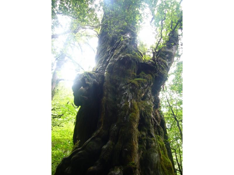 【屋久島・半日ヤクスギランド】最終日の参加もOK！歩きやすい遊歩道で巡るヤクスギランド｜空港・港への送迎相談可の紹介画像