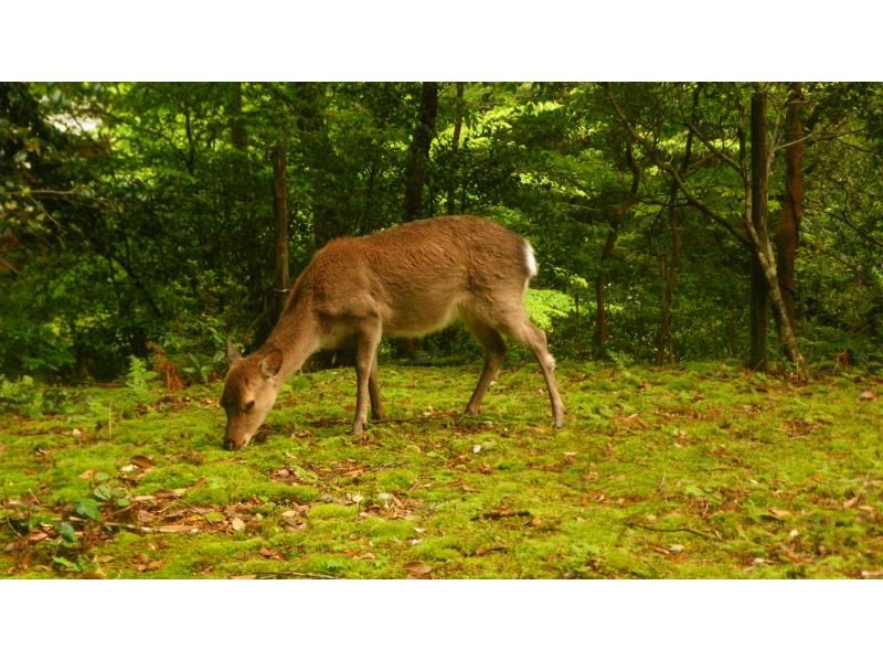 【屋久島・半日ヤクスギランド】最終日の参加もOK！歩きやすい遊歩道で巡るヤクスギランド｜空港・港への送迎相談可の紹介画像