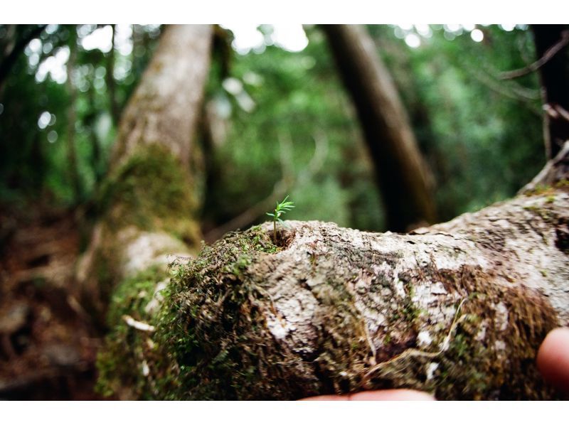 【屋久島・半日ヤクスギランド】最終日の参加もOK！歩きやすい遊歩道で巡るヤクスギランド｜空港・港への送迎相談可の紹介画像