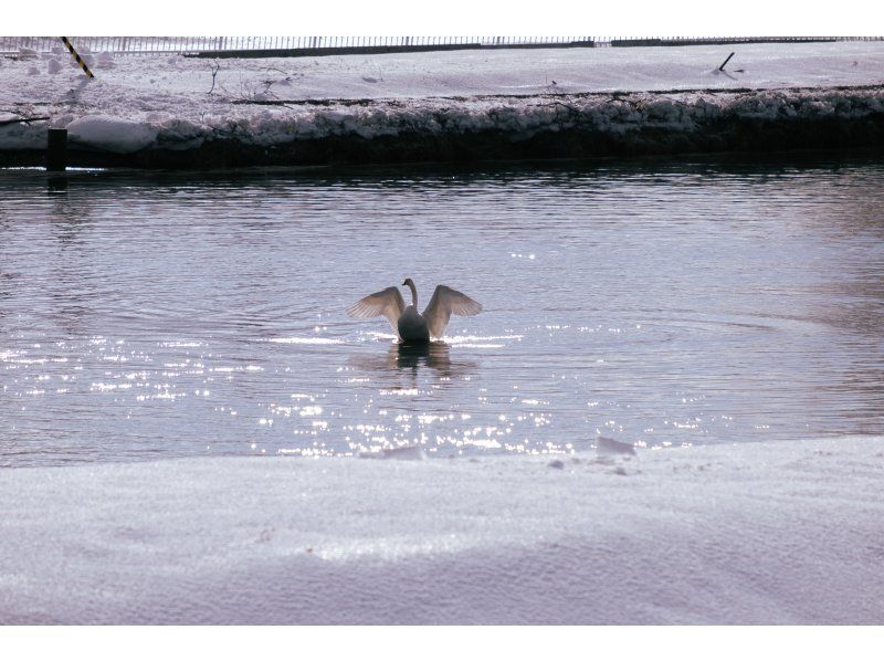 【北海道・斜里】北海道に来たなら外で遊ぼう！スノーシュー斜里川探索・野生動物を発見！の紹介画像