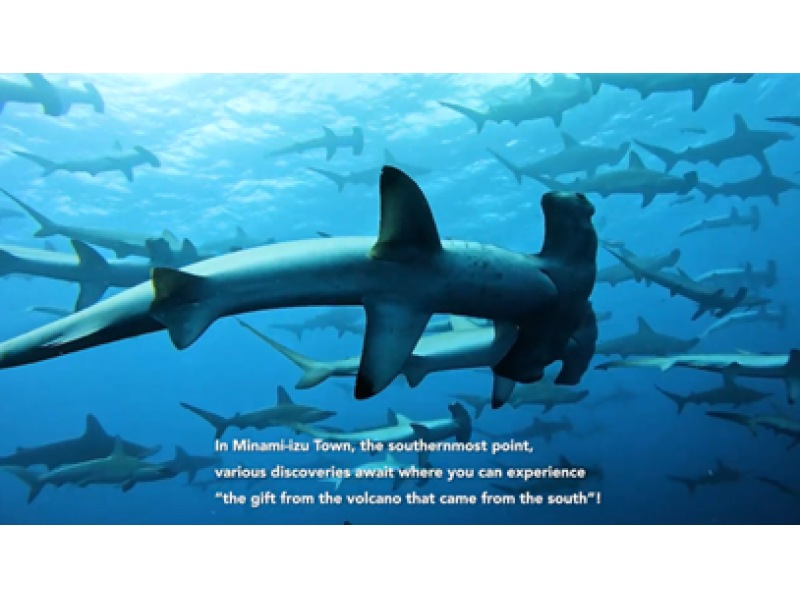 [Shizuoka/Minamiizu] Visit the best season for hammerhead sharks! Minamiizu Town Scuba Diving Tourの紹介画像