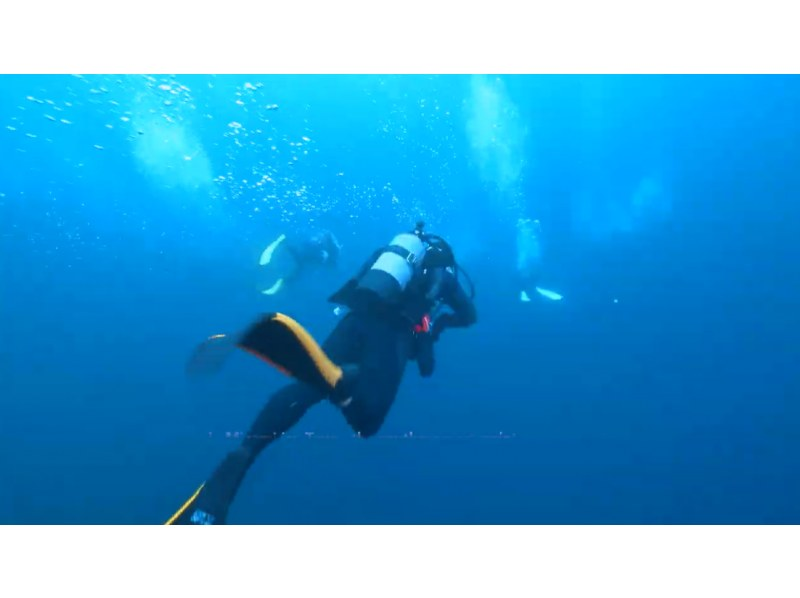 [Shizuoka/Minamiizu] Visit the best season for hammerhead sharks! Minamiizu Town Scuba Diving Tourの紹介画像