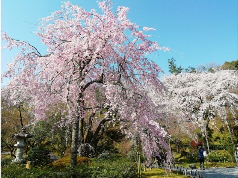 【京都駅発着】桜の名所「平野神社」と「天龍寺」＆嵐山で屋形船遊覧！昼食は丹波牛のすき鍋膳をご賞味！の紹介画像