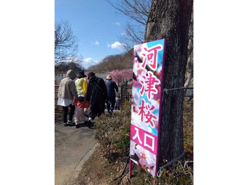 【福島・いわき】【ガイドと歩く「いわきあるき」のおすすめプラン】ネイチャーガイドと河津桜 春の散歩の紹介画像