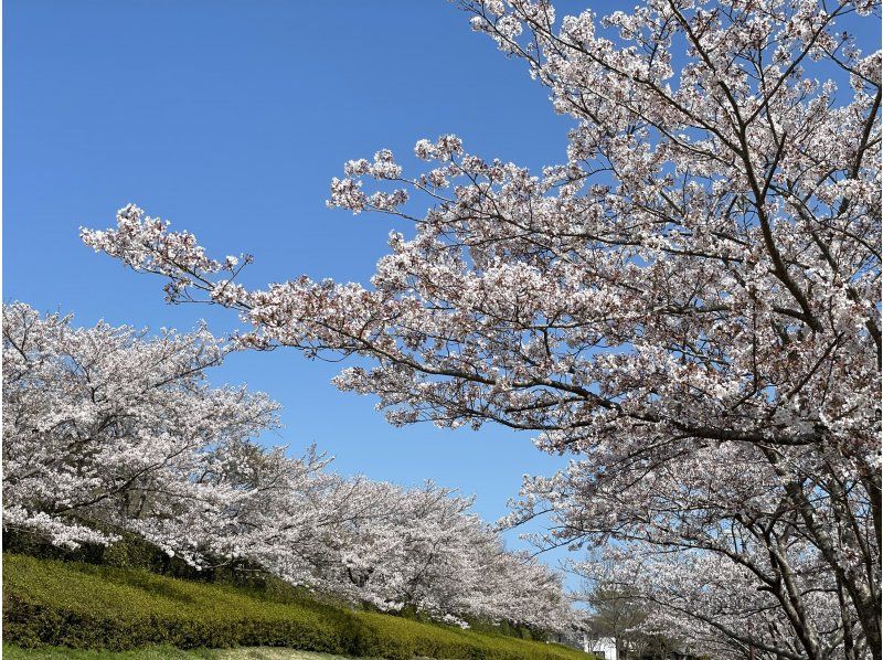 【福島・いわき】【ガイドと歩く「いわきあるき」のおすすめプラン】いわきFC戦スタジアムまで桜巡りの紹介画像