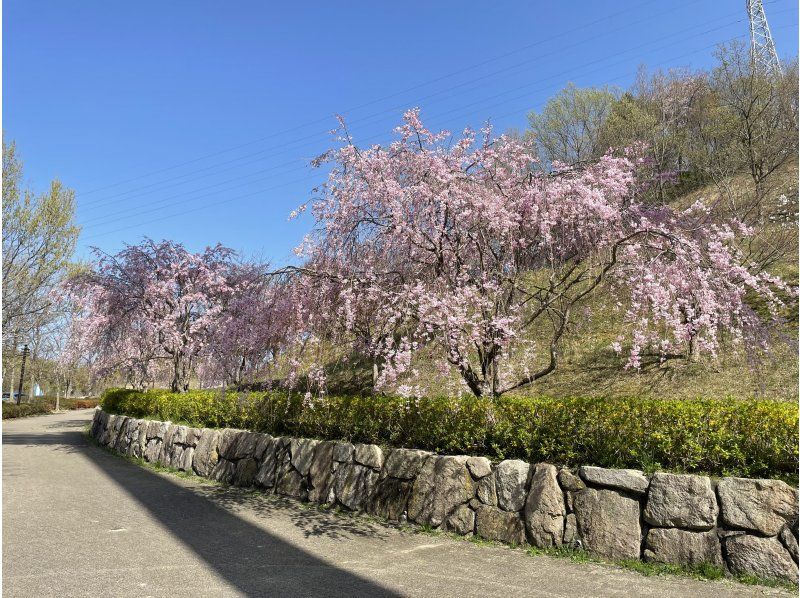 【福島・いわき】【ガイドと歩く「いわきあるき」のおすすめプラン】いわきFC戦スタジアムまで桜巡りの紹介画像