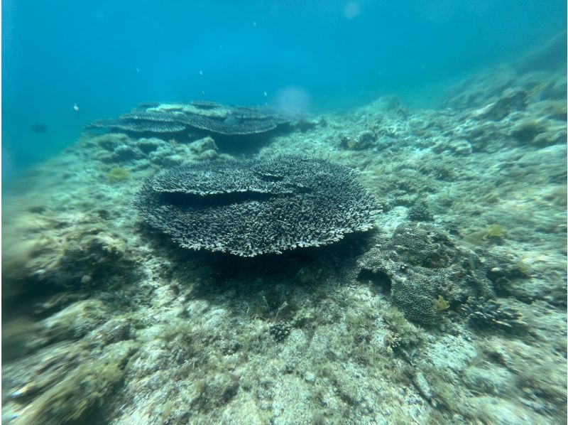 【長崎・五島】世界遺産とサンゴの海を満喫する SUP＆シュノーケリングツアーの紹介画像