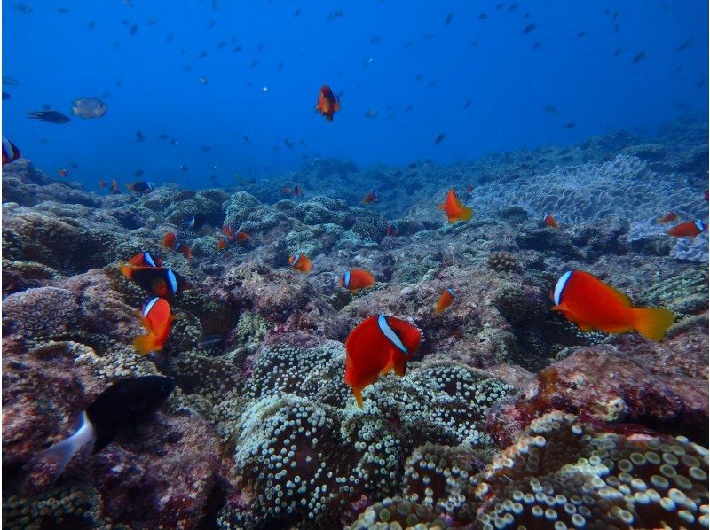 ☆2月オープン　期間限定50％割引実施中☆沖縄・青の洞窟☆シュノーケリングツアー☆オプション代全て含むの紹介画像