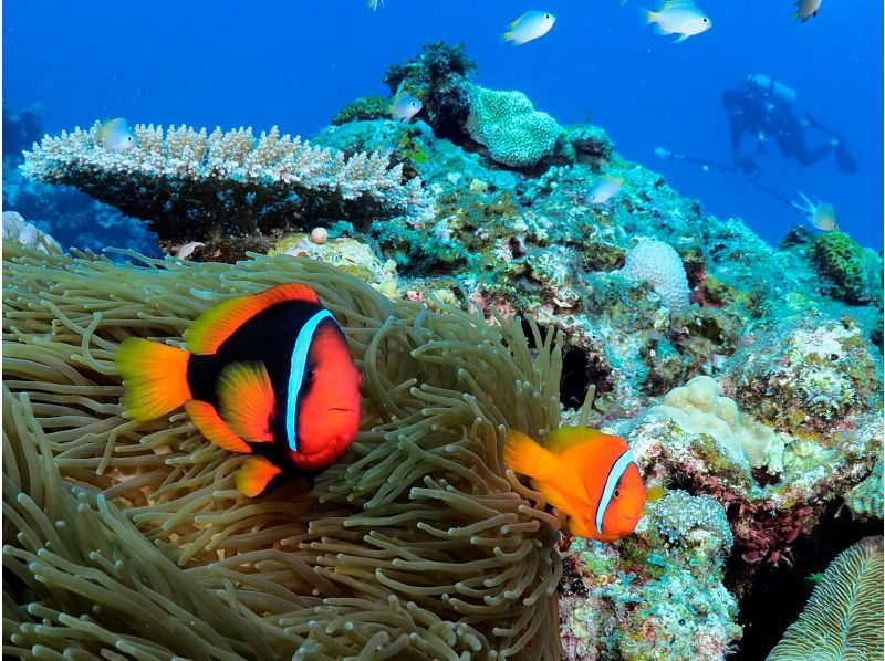 ☆2月オープン　先着順　期間限定特別割引実施中☆沖縄・青の洞窟☆シュノーケリングツアーの紹介画像