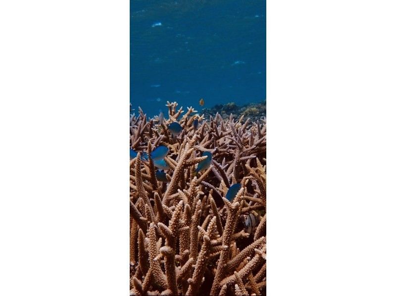 【오키나와&middot;나키진무라】클리어 삽&middot;클리어 카약&hellip;천연의 수족관을 맛볼 수 있다. 수영하는 것이 서투른 분도 괜찮아! 스노클링&hellip; 근처에서 생생한 용궁성을 체험!の紹介画像