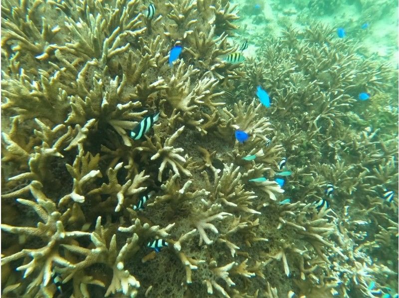 【오키나와&middot;나키진무라】클리어 삽&middot;클리어 카약&hellip;천연의 수족관을 맛볼 수 있다. 수영하는 것이 서투른 분도 괜찮아! 스노클링&hellip; 근처에서 생생한 용궁성을 체험!の紹介画像