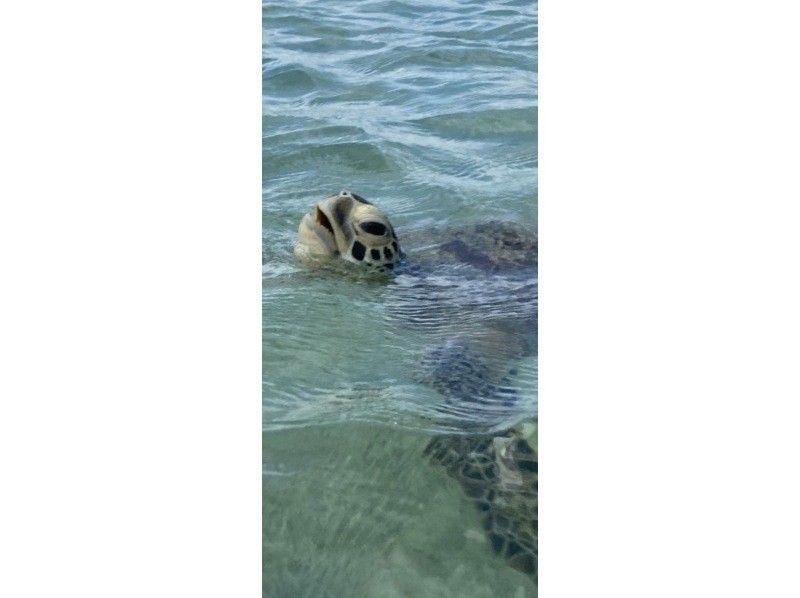【沖縄・今帰仁村】クリアサップ・クリアカヤック&hellip;天然の水族館を味わえる。泳ぐのが苦手な方も大丈夫！シュノーケル&hellip;近くで鮮やかな竜宮城を体験！の紹介画像