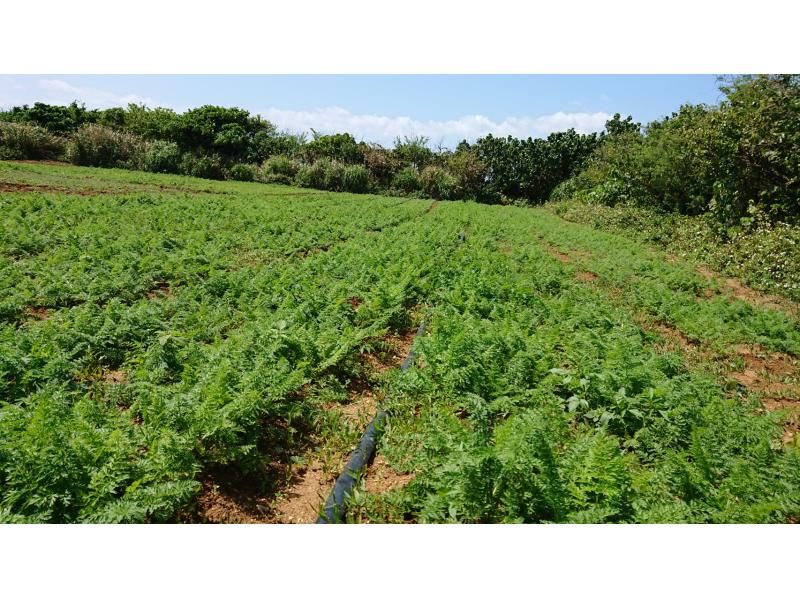 【沖縄・津堅島】キャロットアイランドと呼ばれる離島・津堅島で名産のにんじんを農業収穫体験！の紹介画像