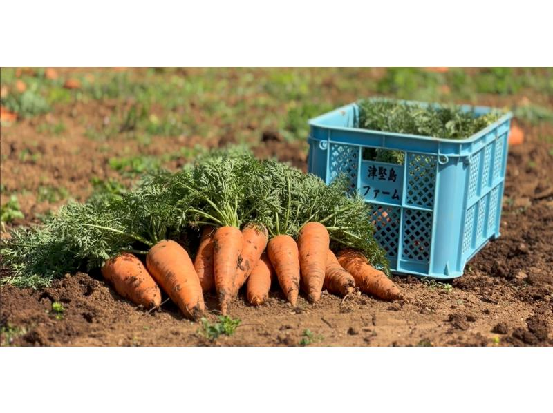 【沖縄・津堅島】キャロットアイランドと呼ばれる離島・津堅島で名産のにんじんを農業収穫体験！の紹介画像