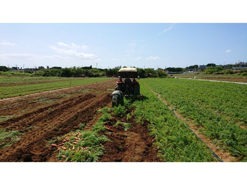 【沖縄・津堅島】キャロットアイランドと呼ばれる離島・津堅島で名産のにんじんを農業収穫体験！の紹介画像