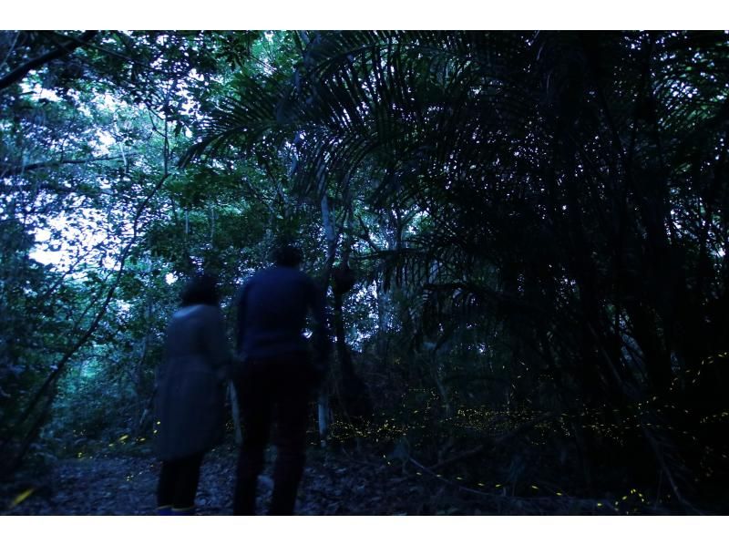 【沖縄・西表島】西表島と言えば、夜！「ナイトツアー」星空！フクロウ！カップル・ファミリーにお薦め。写真付・大原港付近の送迎付（夜1.5時間）の紹介画像