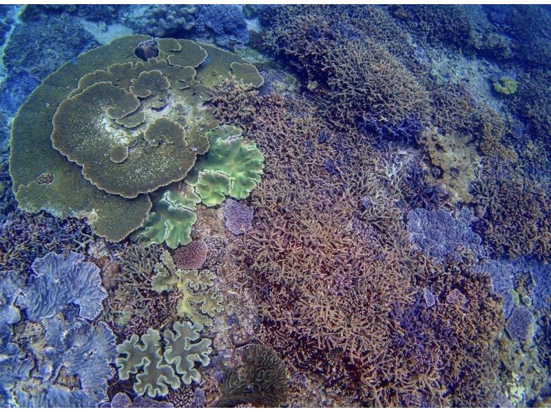 【宜野湾】トロピカルボートシュノーケル☆水中写真プレゼント☆の紹介画像