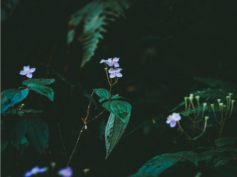 【奄美　絶景の秘境】　奄美南部の山奥に佇む神秘の巨木　奄美の森　大冒険トレッキングツアーの紹介画像