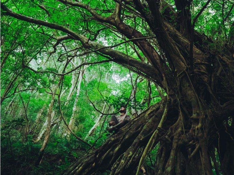 【奄美　絶景の秘境】　奄美南部の山奥に佇む神秘の巨木　奄美の森　大冒険トレッキングツアーの紹介画像