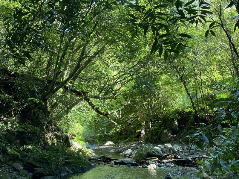【奄美　絶景の秘境】　奄美南部の山奥に佇む神秘の巨木　奄美の森　大冒険トレッキングツアーの紹介画像