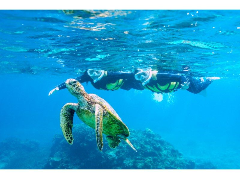 ＼ウミガメ完全制覇／ウミガメと2回泳ごうシュノーケルツアー｜再チャレンジ無料保証｜GoPro写真＆動画無料｜温水シャワー、ドライヤー完備♡の紹介画像