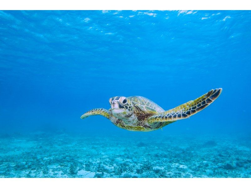 ＼ウミガメ完全制覇／ウミガメと2回泳ごうシュノーケルツアー｜再チャレンジ無料保証｜GoPro写真＆動画無料｜温水シャワー、ドライヤー完備♡の紹介画像