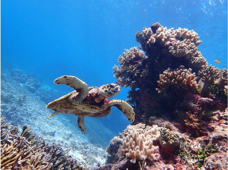＼ウミガメ完全制覇／ウミガメと2回泳ごうシュノーケルツアー｜再チャレンジ無料保証｜GoPro写真＆動画無料｜温水シャワー、ドライヤー完備♡の紹介画像