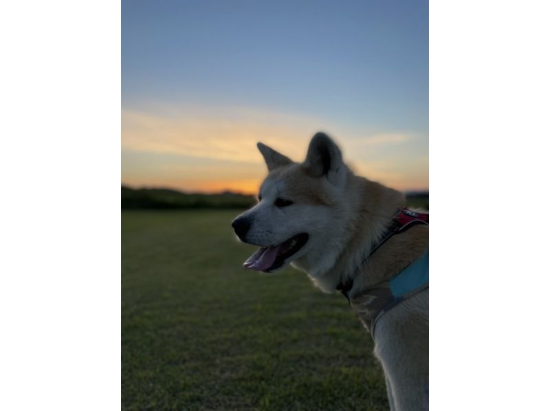 【秋田・大館】モフモフ秋田犬とお散歩体験！写真/動画撮影OK （15分 ）の紹介画像