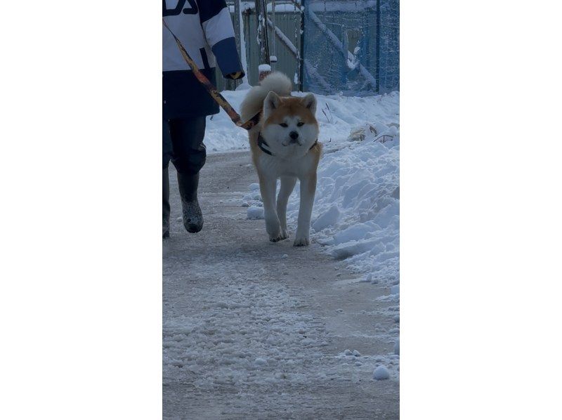 【秋田・大館】モフモフ秋田犬とお散歩体験！写真/動画撮影OK （15分 ）の紹介画像