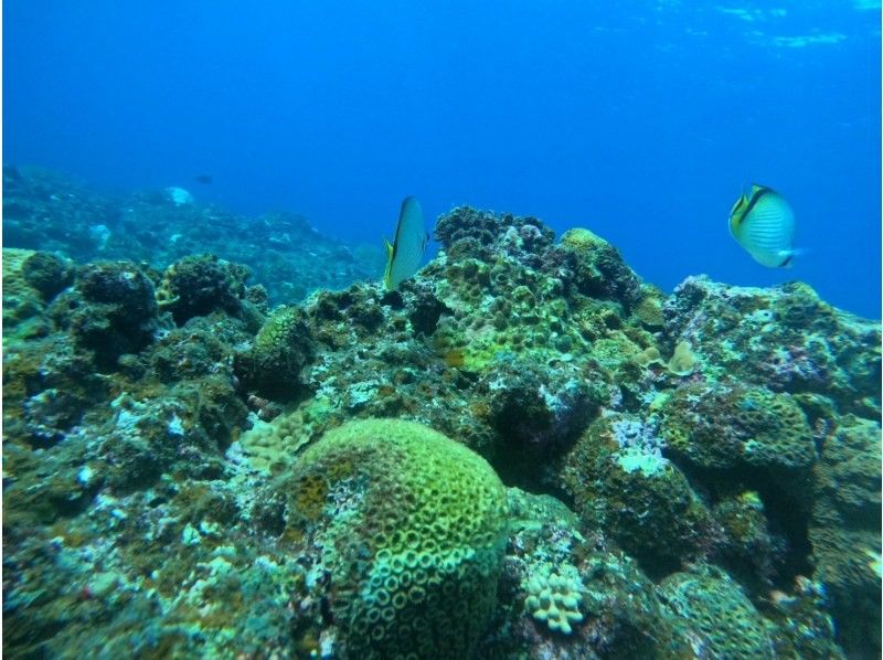 Okinawa Blue Cave Snorkeling [Free GoPro Photos and Videos] Boat Entry | All-inclusive, Lowest Price! Wetsuit and Equipment Rental Included. Beginners Welcome!の紹介画像