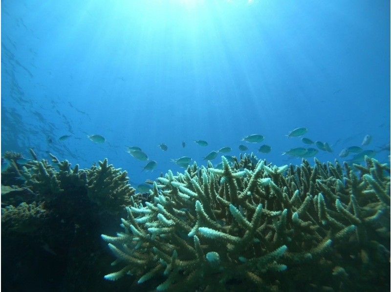 [Uninhabited Island Charter] Group Discount ☆ Snorkel & Skin Dive at Chibishi Atoll from Ginowan! Avoid crowds by boat & Beginners Welcome! You might even see some sea turtles!の紹介画像