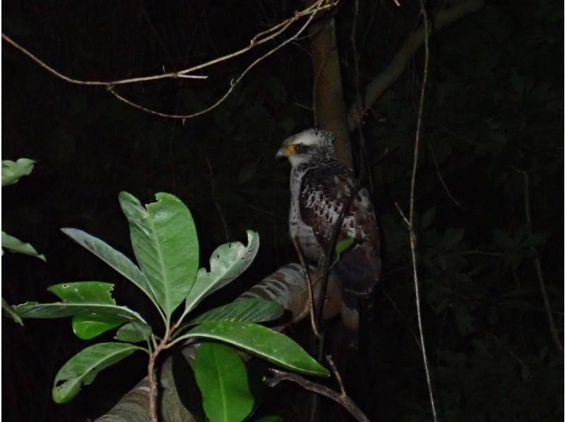ナイトツアー【サクッと1時間/生き物探し/星空観賞/当日予約OK！】小さなお子様連れのご家族！カップル！誰でも楽しめるお手軽ナイトツアー！！の紹介画像