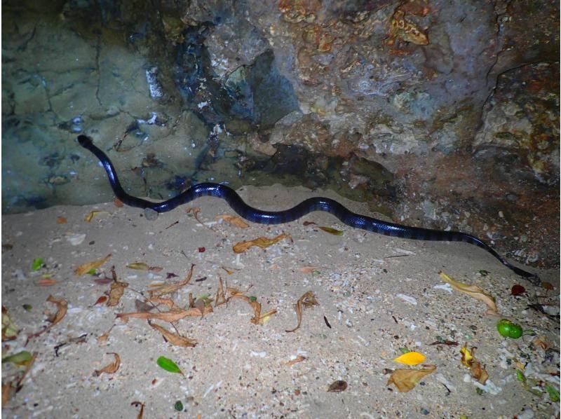 ナイトツアー【サクッと1時間/生き物探し/星空観賞/当日予約OK！】小さなお子様連れのご家族！カップル！誰でも楽しめるお手軽ナイトツアー！！の紹介画像