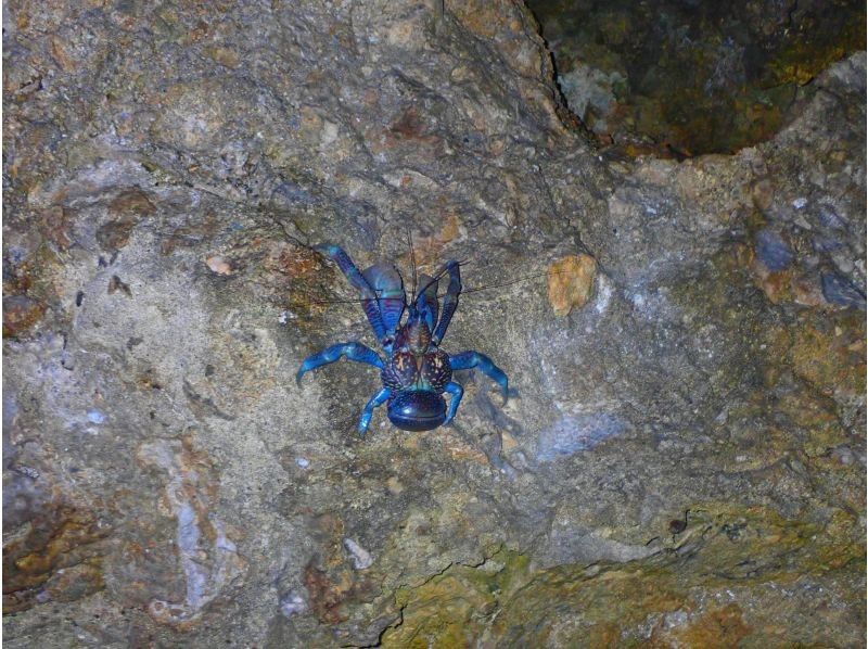 ナイトツアー【サクッと1時間/生き物探し/星空観賞/当日予約OK！】小さなお子様連れのご家族！カップル！誰でも楽しめるお手軽ナイトツアー！！の紹介画像