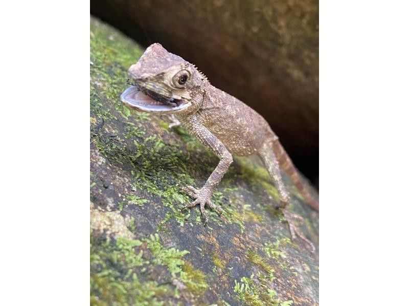 ナイトツアー【サクッと1時間/生き物探し/星空観賞/当日予約OK！】小さなお子様連れのご家族！カップル！誰でも楽しめるお手軽ナイトツアー！！の紹介画像