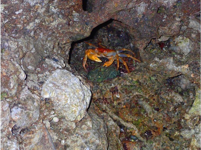 ナイトツアー【サクッと1時間/生き物探し/星空観賞/当日予約OK！】小さなお子様連れのご家族！カップル！誰でも楽しめるお手軽ナイトツアー！！の紹介画像