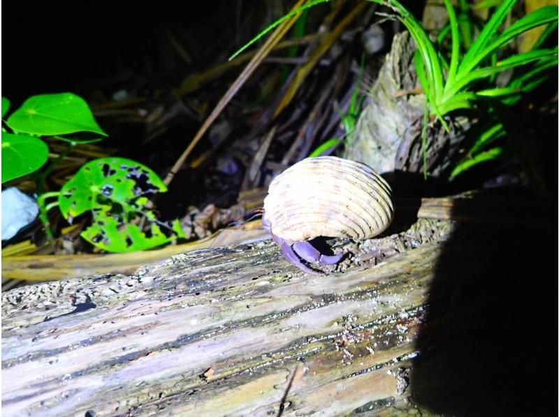 ナイトツアー【サクッと1時間/生き物探し/星空観賞/当日予約OK！】小さなお子様連れのご家族！カップル！誰でも楽しめるお手軽ナイトツアー！！の紹介画像