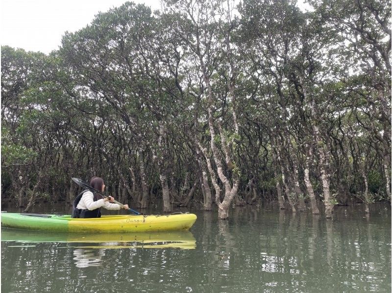【奄美大島　半日プラン】奄美の大自然マングローブのカヌー体験と源流の滝をトレッキング半日ツアー(4時間半)の紹介画像
