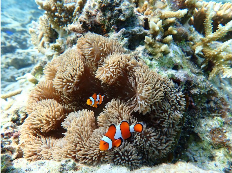 船で行く幻の島上陸＆ウミガメシュノーケリング【半日3時間コース！ウミガメに会える！写真データ無料☆送迎無料☆秘境の島で感動体験！】の紹介画像