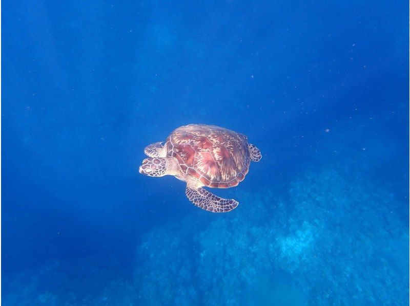 船で行く幻の島上陸＆ウミガメシュノーケリング【半日3時間コース！ウミガメに会える！写真データ無料☆送迎無料☆秘境の島で感動体験！】の紹介画像