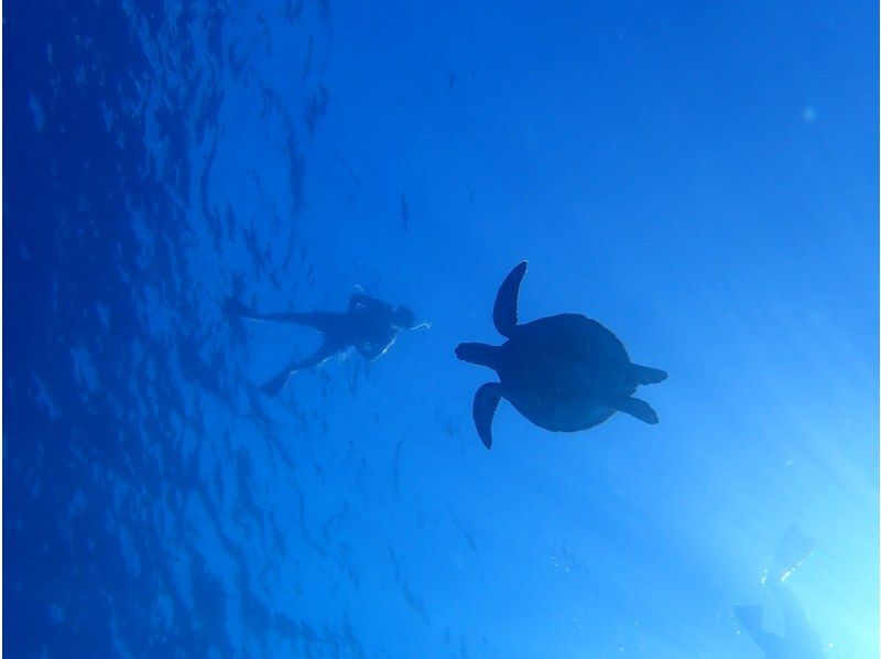 船で行く幻の島上陸＆ウミガメシュノーケリング【半日3時間コース！ウミガメに会える！写真データ無料☆送迎無料☆秘境の島で感動体験！】の紹介画像