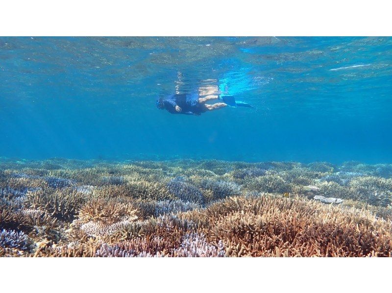 船で行く幻の島上陸＆ウミガメシュノーケリング【半日3時間コース！ウミガメに会える！写真データ無料☆送迎無料☆秘境の島で感動体験！】の紹介画像