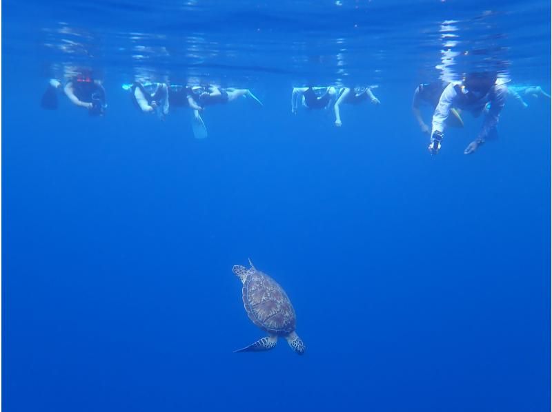 船で行く幻の島上陸＆ウミガメシュノーケリング【半日3時間コース！ウミガメに会える！写真データ無料☆送迎無料☆秘境の島で感動体験！】の紹介画像