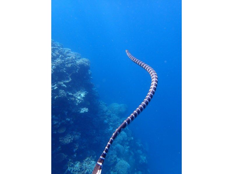 船で行く幻の島上陸＆ウミガメシュノーケリング【半日3時間コース！ウミガメに会える！写真データ無料☆送迎無料☆秘境の島で感動体験！】の紹介画像