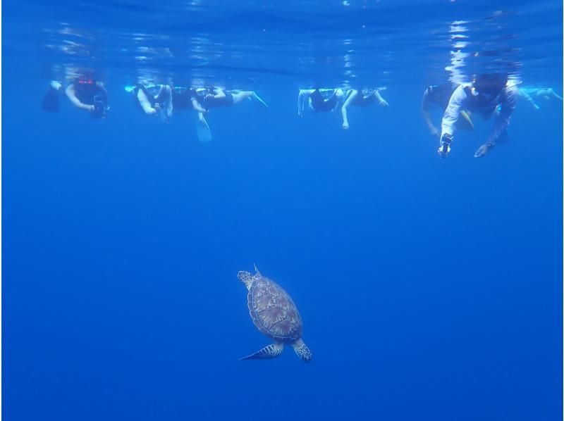 船で行く幻の島上陸＆ウミガメシュノーケリング【半日3時間コース！ウミガメに会える！写真データ無料☆送迎無料☆秘境の島で感動体験！】の紹介画像